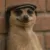 Profile picture of Visitor